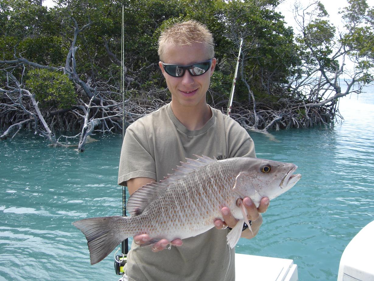 mangrove snaper.jpg