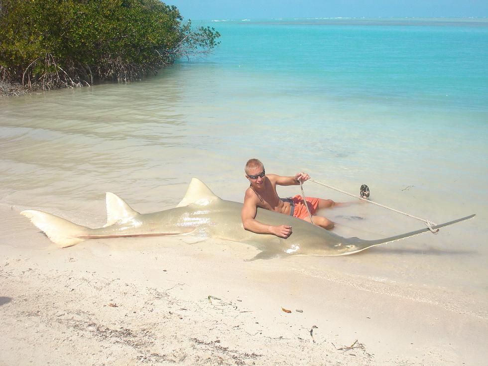 sawfish 390cm