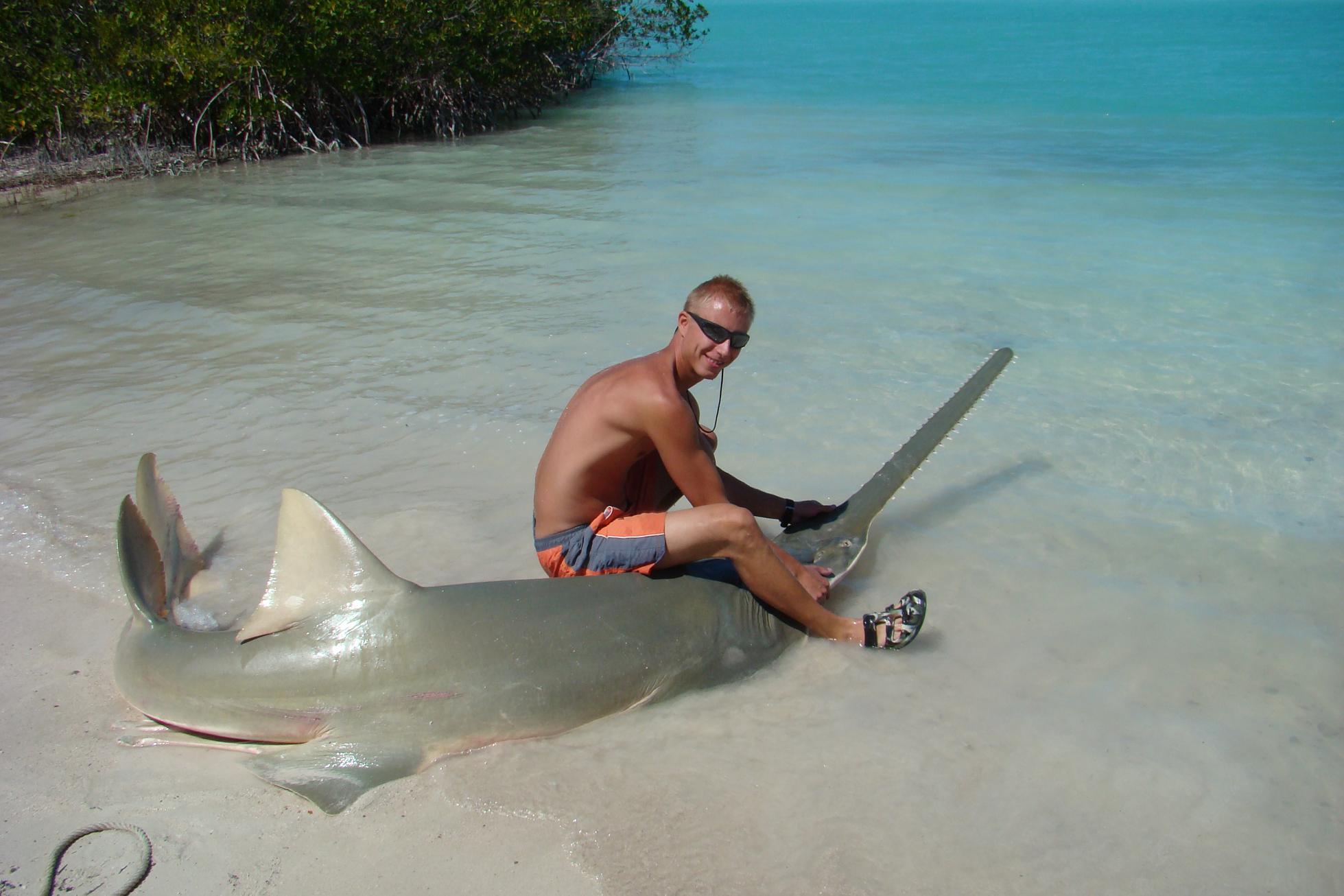 sawfish