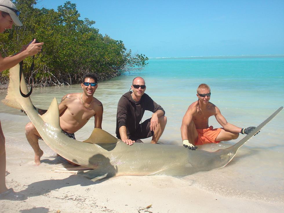 sawfish 2