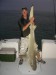 lemon shark 190cm.jpg